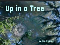 Up_in_a_Tree